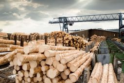 Ve Wood Seeds ve výrobě a hospodaření sázíme na udržitelnost