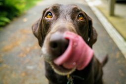 5 chyb, které děláte v krmení svého psa: Jak se jim vyhnout?