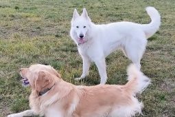 Milujete psy? A znáte psí hrdiny z knih, filmů a seriálů?