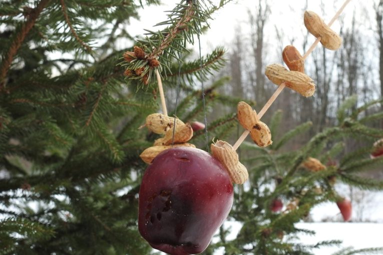 Vánoční strom pro ptáčky