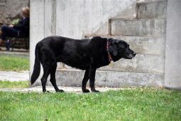 Od ledna 2026 platí v Písku nová pravidla pro venčení psů