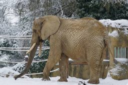 Pololetní prázdniny v Safari Parku: Učení ve světě zvířat