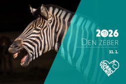 Liberecká zoo si připomene Mezinárodní den zeber. Dlouhodobě pomáhá s jejich záchranou