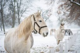Odměna za vysvědčení. Ve Slatiňanech čekají na děti koně i zábava