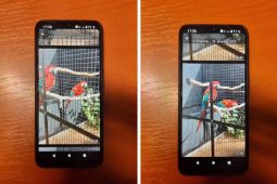 Chtěl exotické papoušky, přišel o 60 tisíc. Muž ze Semilska naletěl podvodnici