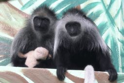 Ohroženým guerézám v Zoo Hodonín se narodilo miminko. Vypadá jako malá panda