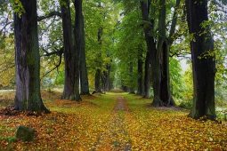 Alejí roku 2025 se stala Lemberská lipová alej v Jablonném v Podještědí