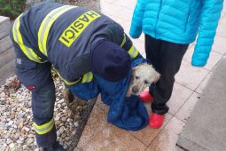 Zamrzlá hladina uvěznila psa. Led pod ním se propadl