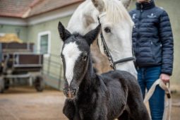 Národní hřebčín slaví: Na svět přišlo první hříbě roku 2026