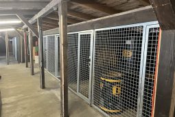 Vsetínský útulek prošel změnou, svěřenci mají nové kotce i kočičí voliéru