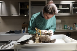 Zraněná zvířata dostávají šanci: Plzeň investuje do moderní záchranné stanice