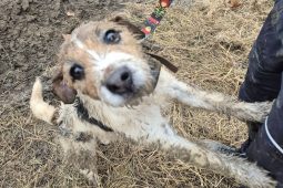 Čtyřnohý dobrodruh uvízl v betonové rouře, hasiči se k němu museli prokopat