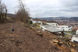 Neznámý pachatel pokácel ve Zlíně 16 stromů. Policie hledá svědky