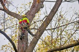 U parku zasáhnou stromolezci, pomohou peníze z re-use bazaru