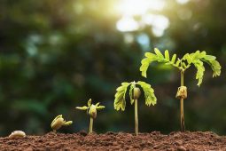 Další recenze na Wood Seeds s.r.o. – vyplácí šestou emisi dluhopisů!