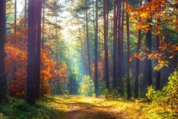 WOOD SEEDS – kvalitní recenze a rozumné výnosy