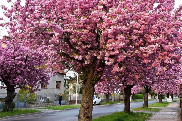 sakurová alej v Prostějově