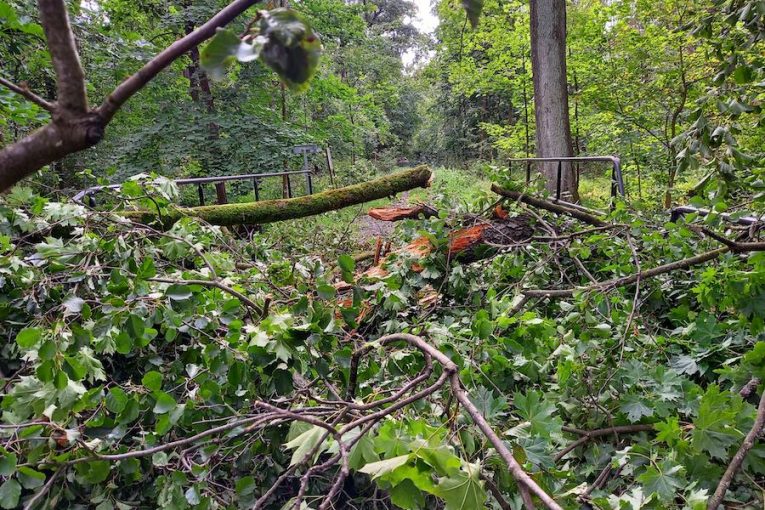 Lužní les poničený bouřkou